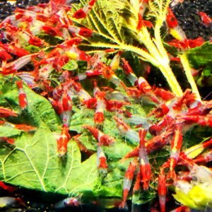 RED RILI - 1.5-2.0 CM